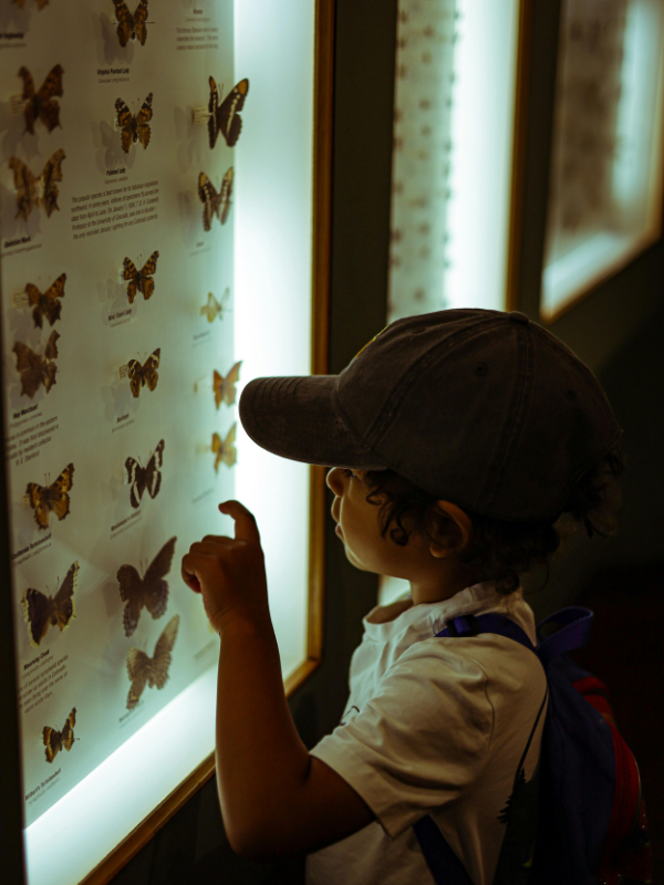 VQ Museum Studio - Interactive Exhibits